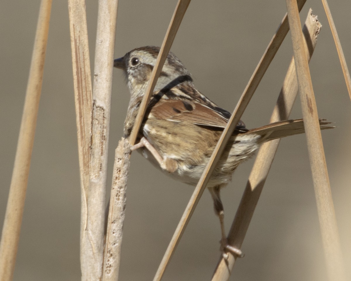 Swamp Sparrow - Daniel Kelch