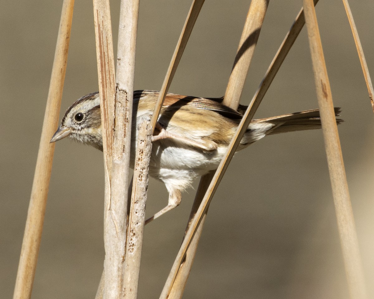 Swamp Sparrow - ML615067399
