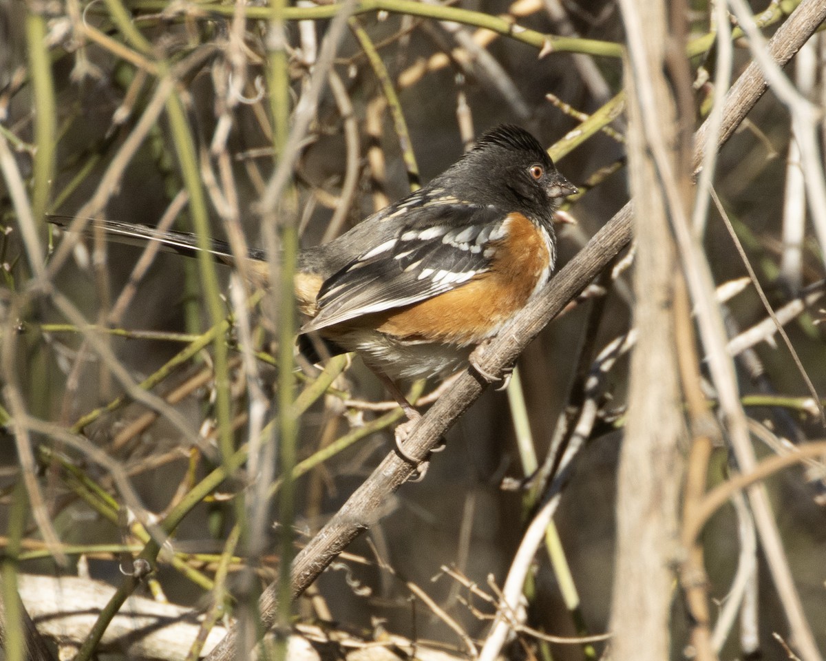 Spotted Towhee - ML615067466