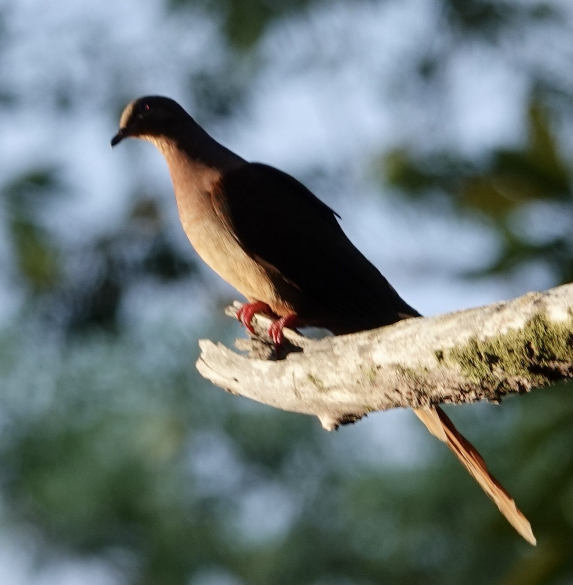 Brown Cuckoo-Dove - ML615067894