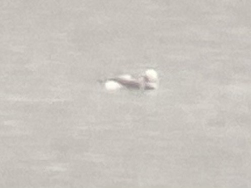 Long-tailed Duck - ML615067967
