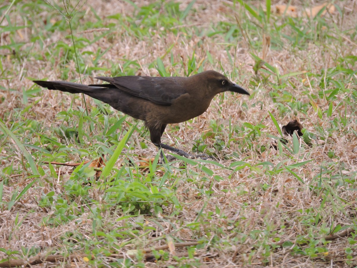 Great-tailed Grackle - ML615068016