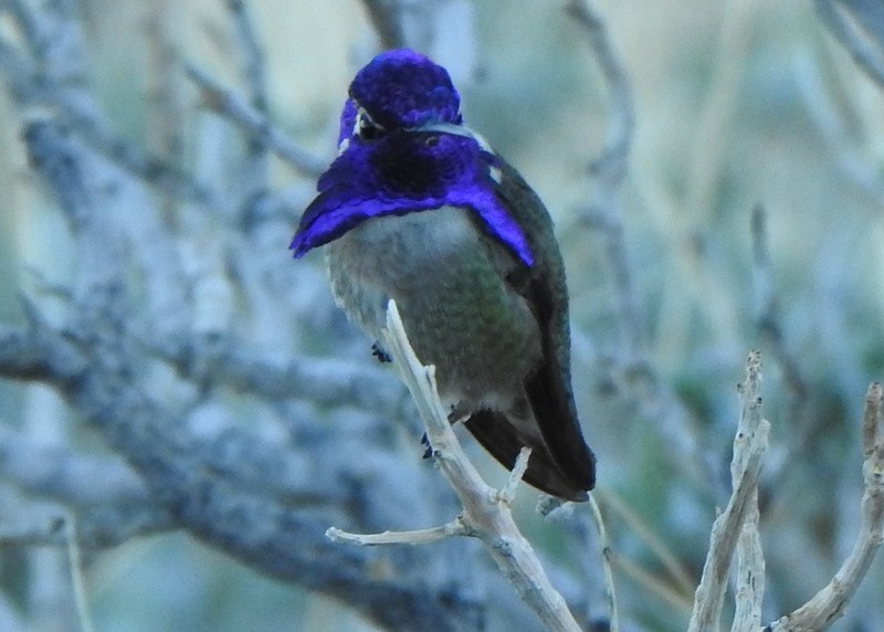 Costa's Hummingbird - ML615068517