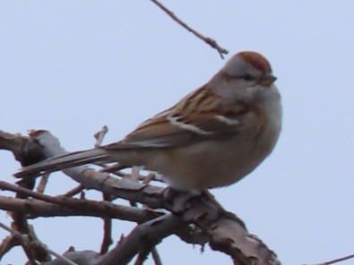 American Tree Sparrow - ML615068758