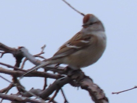 American Tree Sparrow - ML615068800