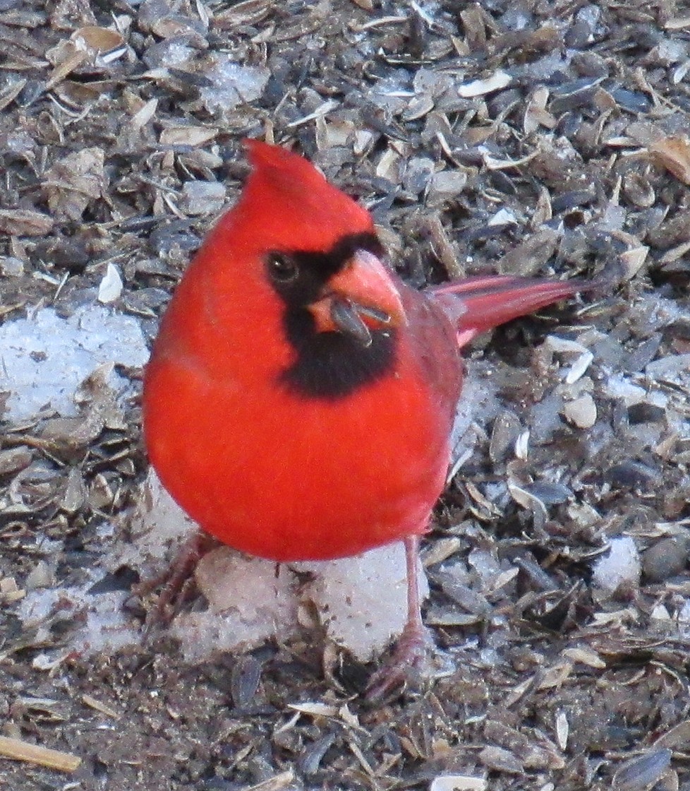 Northern Cardinal (Common) - ML615068802