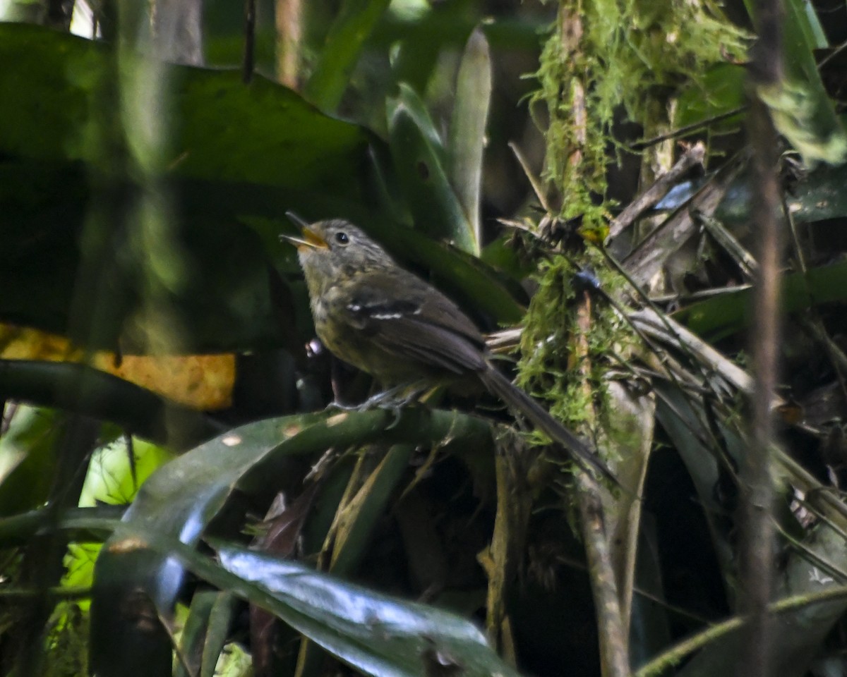 Dusky-tailed Antbird - Fernando Paludo