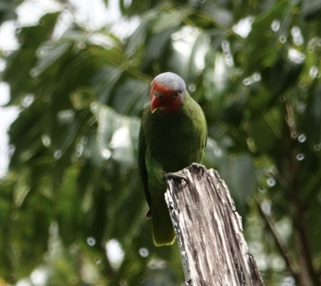 Red-cheeked Parrot - ML615068902