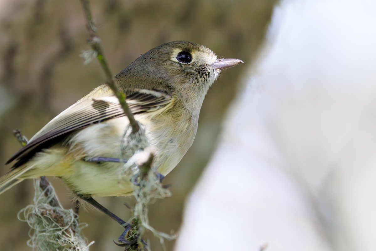 Hutton's Vireo (Pacific) - Gates Dupont