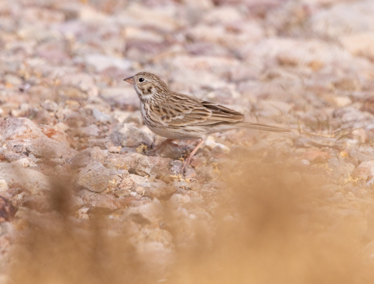 Vesper Sparrow - ML615069137
