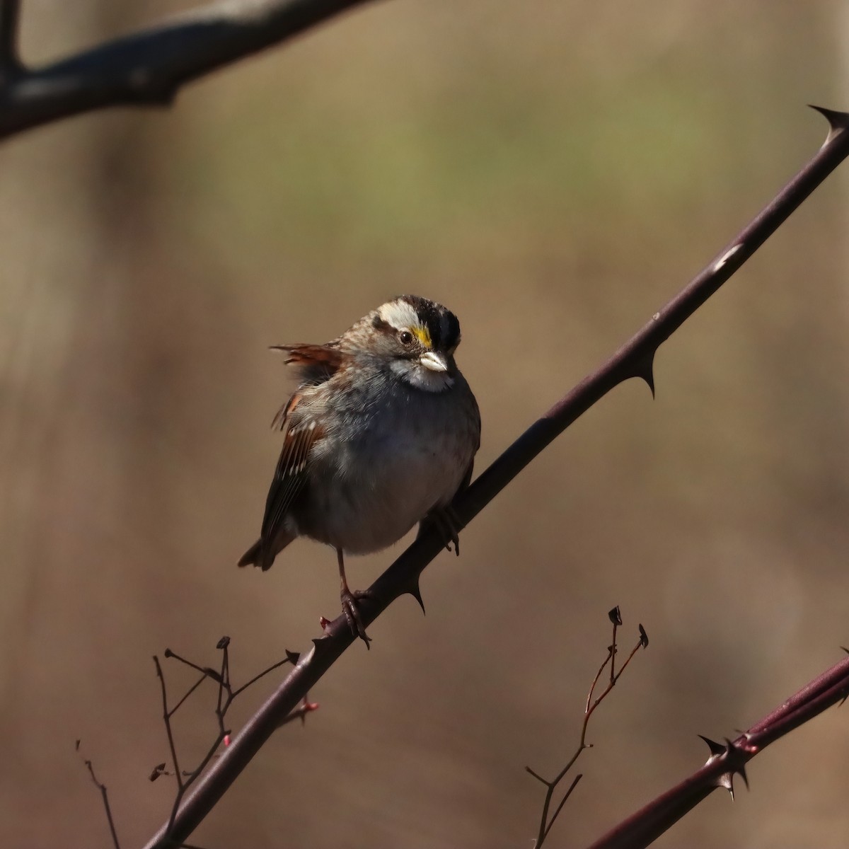 White-throated Sparrow - ML615069345