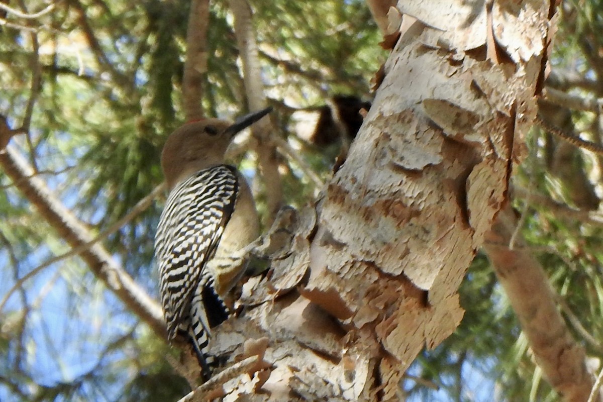 Gila Woodpecker - ML615069407