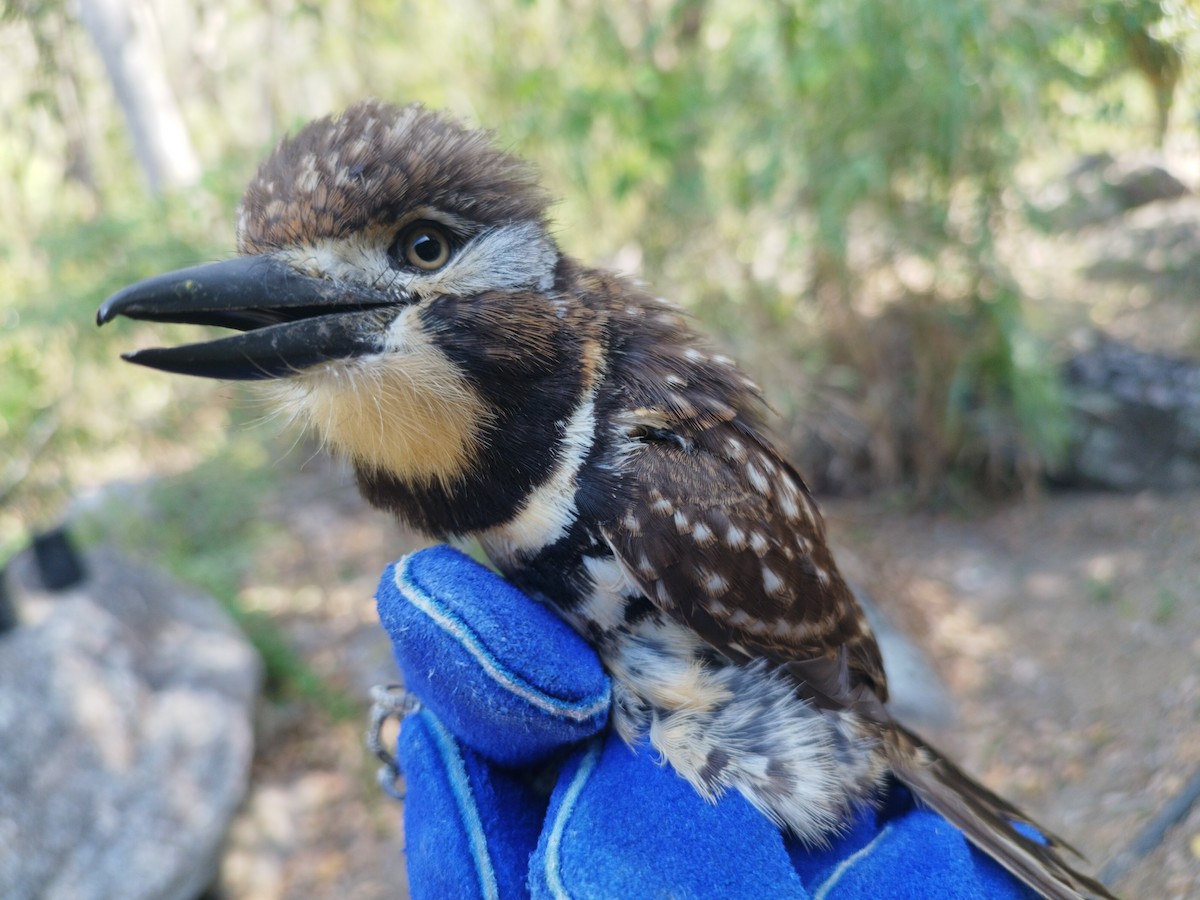 Two-banded Puffbird - ML615069411