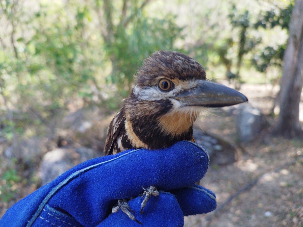 Two-banded Puffbird - ML615069420
