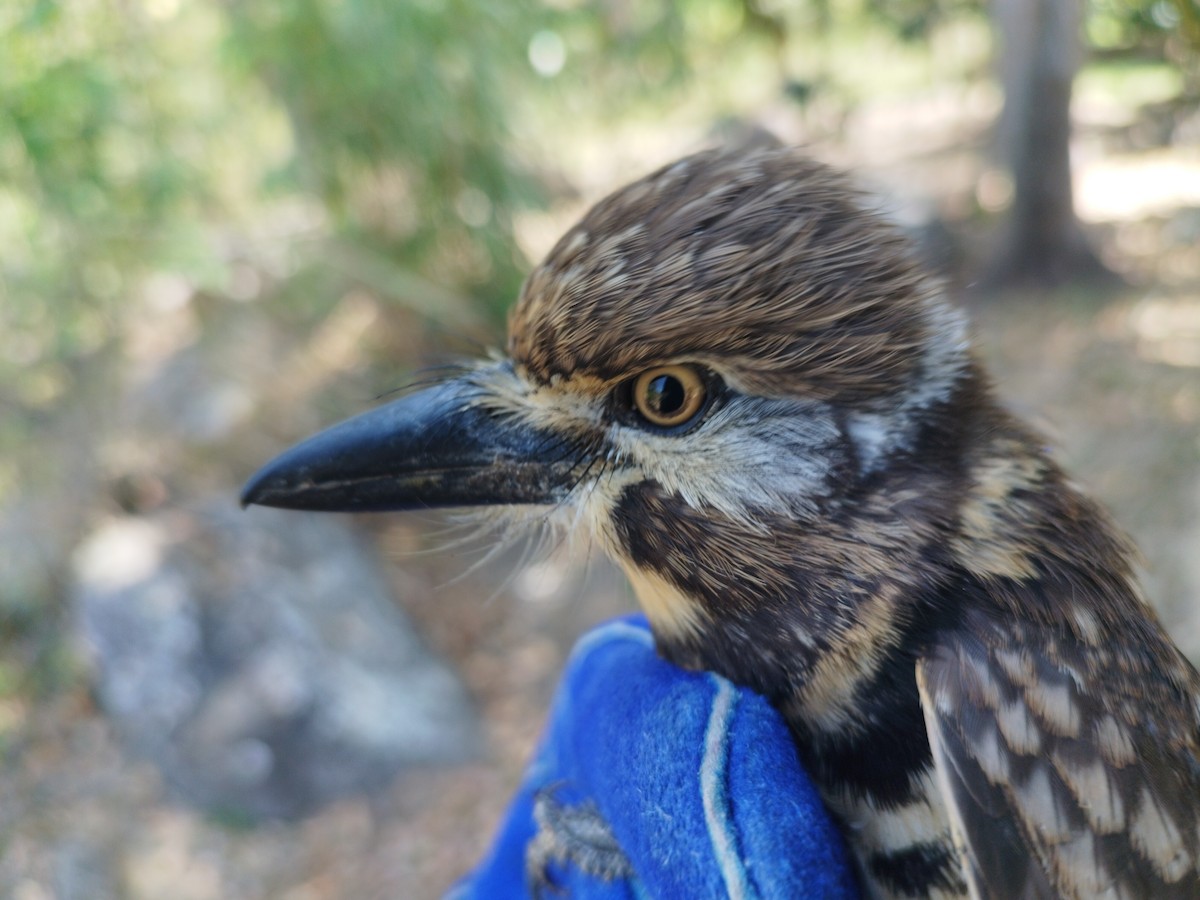 Two-banded Puffbird - ML615069421