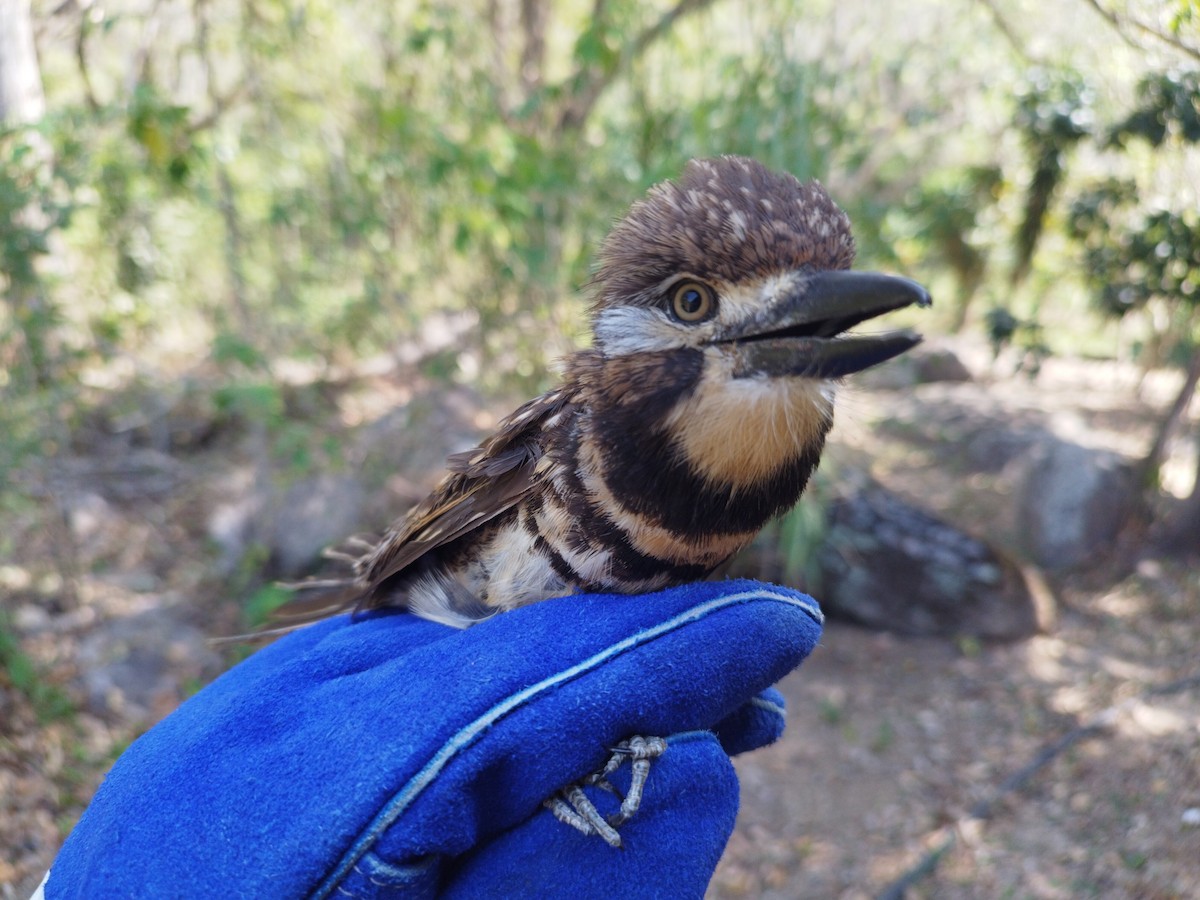 Two-banded Puffbird - ML615069422