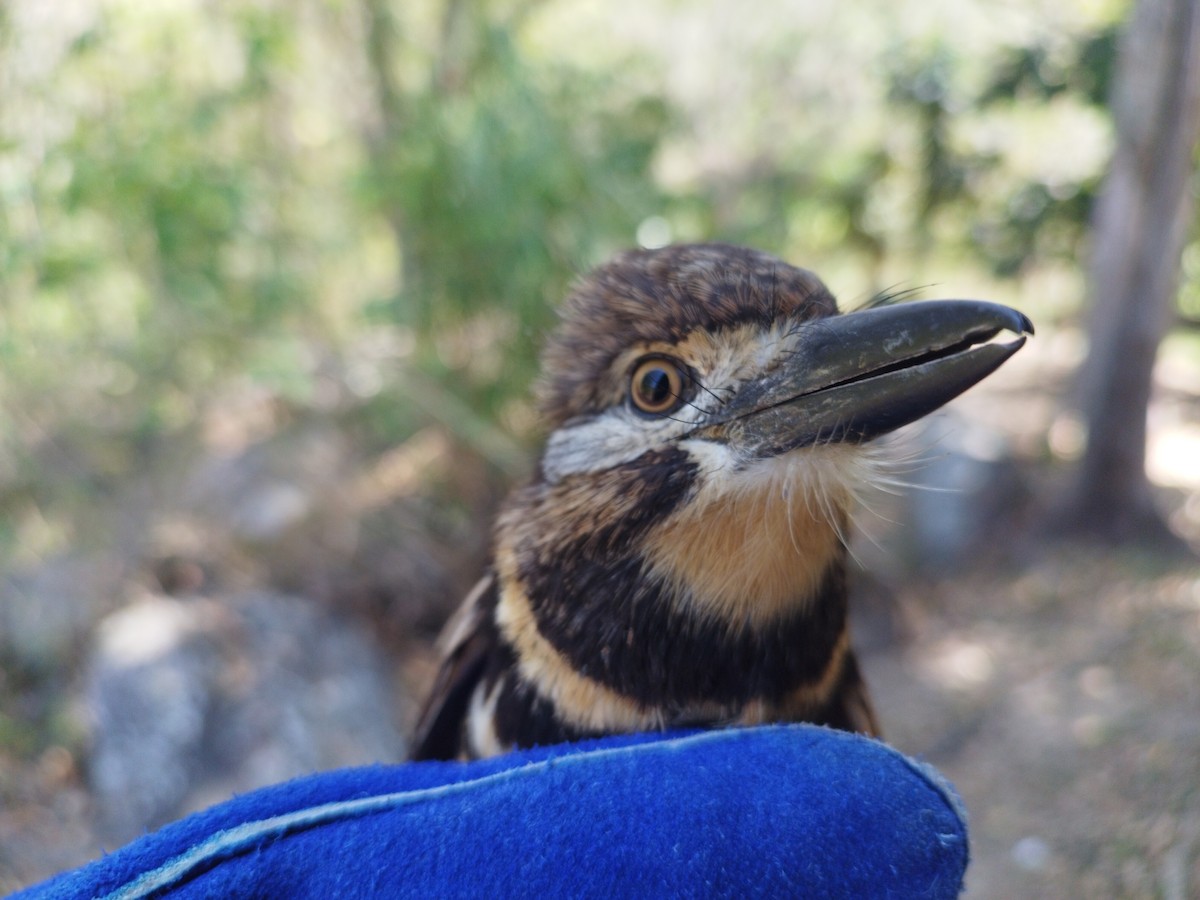 Two-banded Puffbird - ML615069423