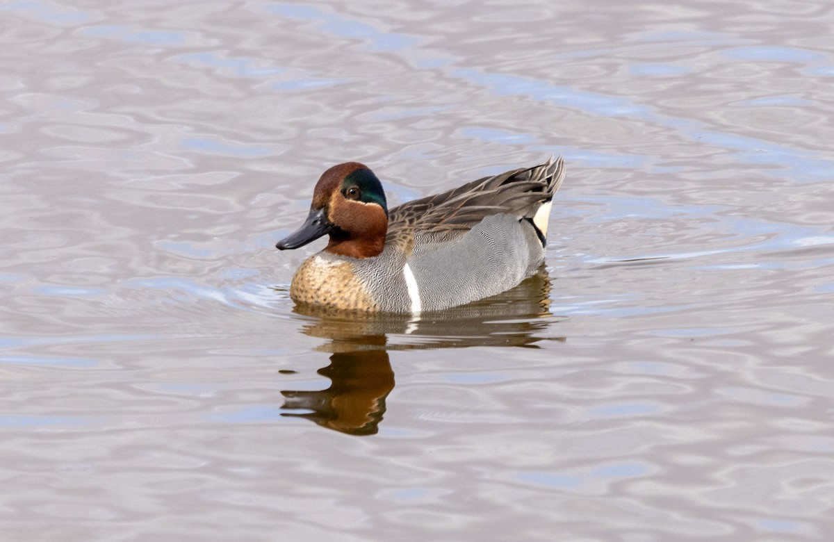 Green-winged Teal - ML615069476