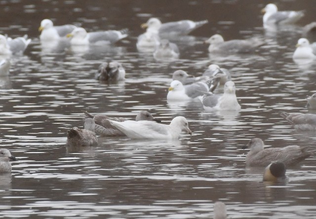 Glaucous Gull at Abbotsford--Willband Creek Park by Randy Walker