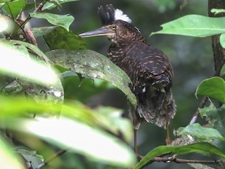  - White-crested Tiger-Heron