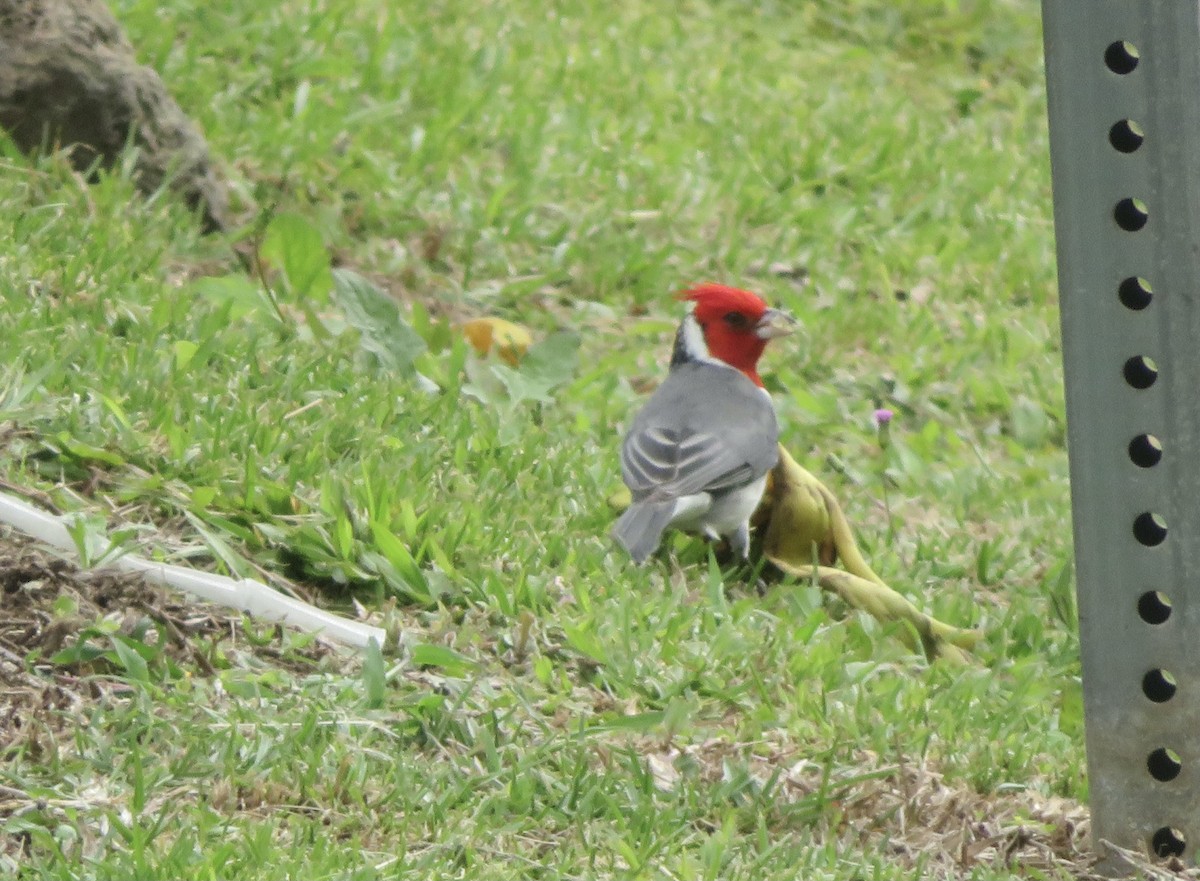 Red-crested Cardinal - ML615069633