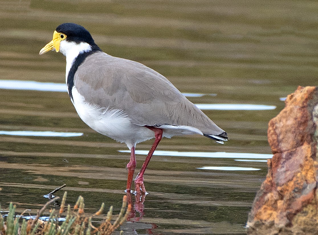 Masked Lapwing - Kenneth Butler