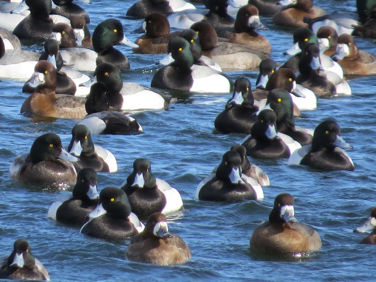 Greater Scaup - ML615070067