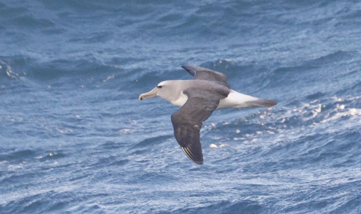 albatros snarský - ML615070519