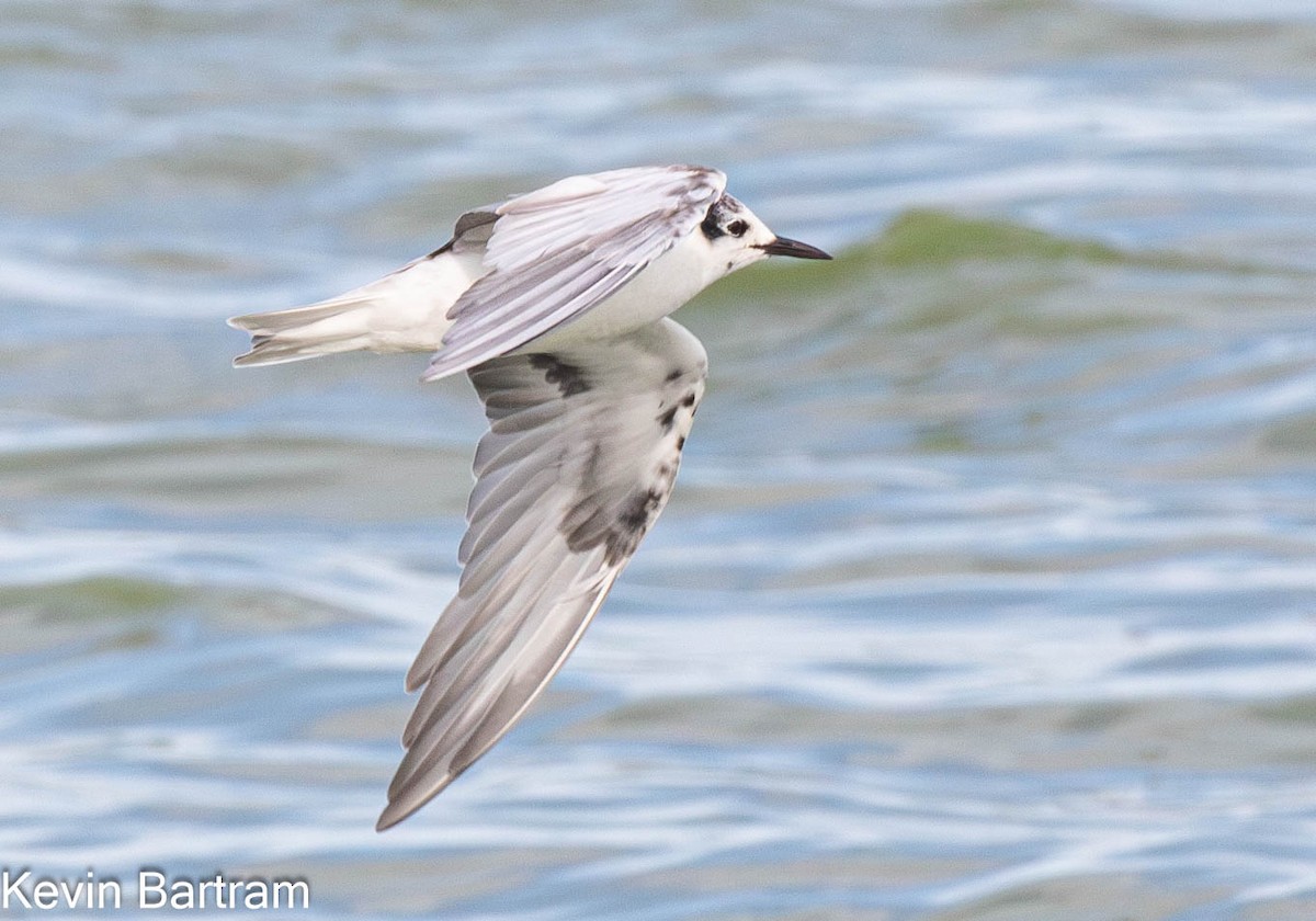 White-winged Tern - ML615070532