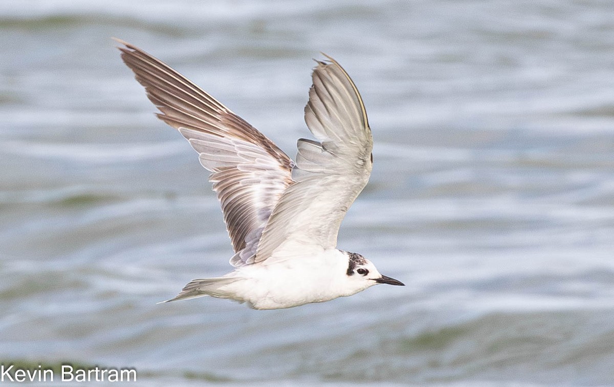 White-winged Tern - ML615070540