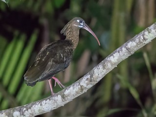  - Spot-breasted Ibis