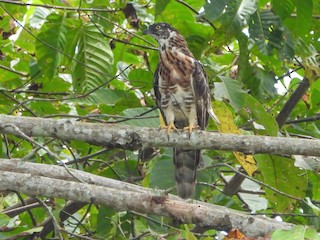  - Sulawesi Honey-buzzard