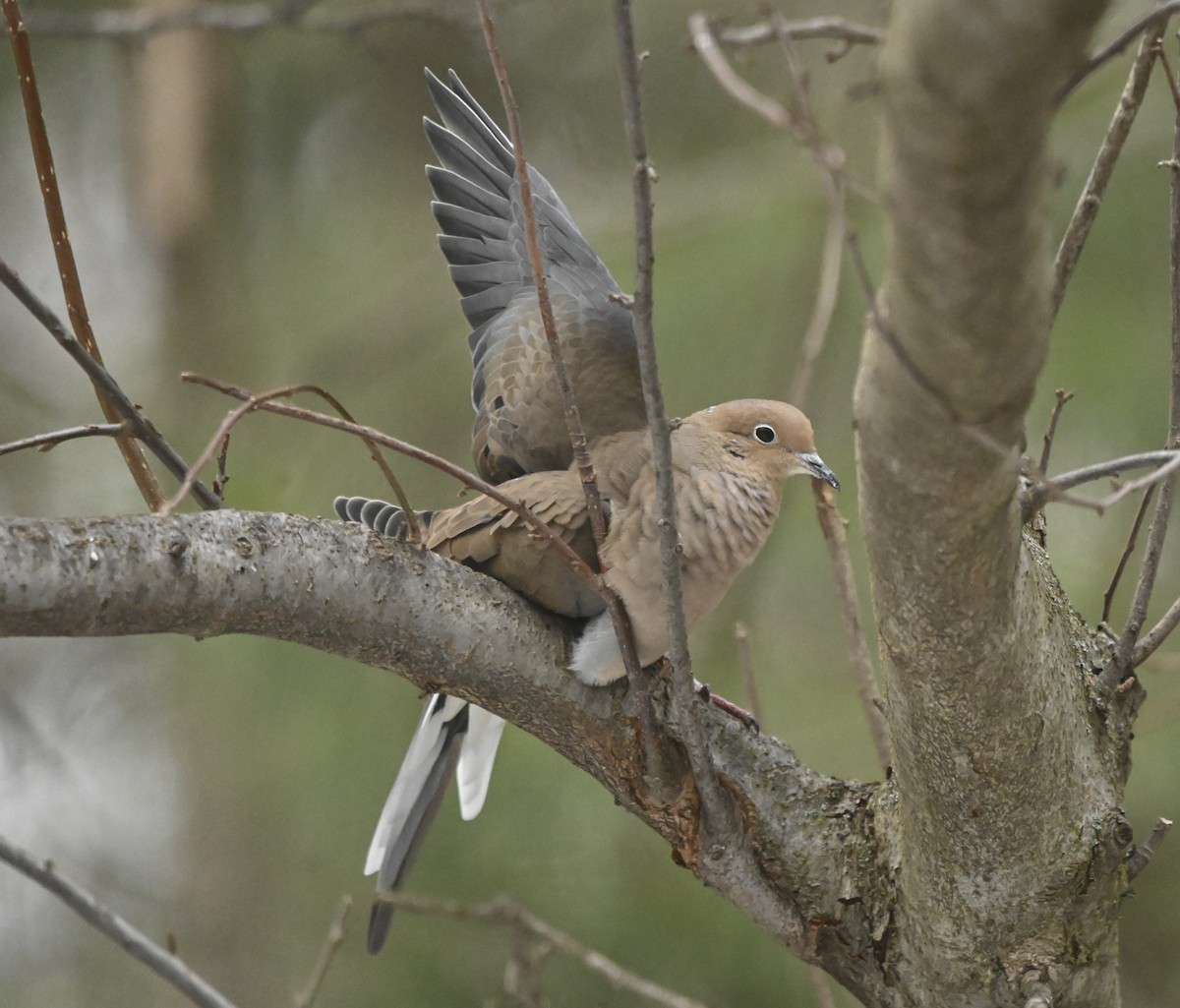 Great Backyard Bird Count Checklist 16 Feb 2024 Marcia Huff 15