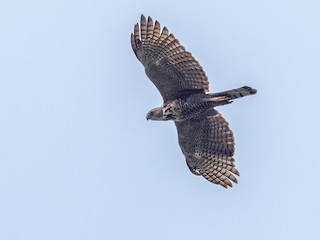  - Pinsker's Hawk-Eagle
