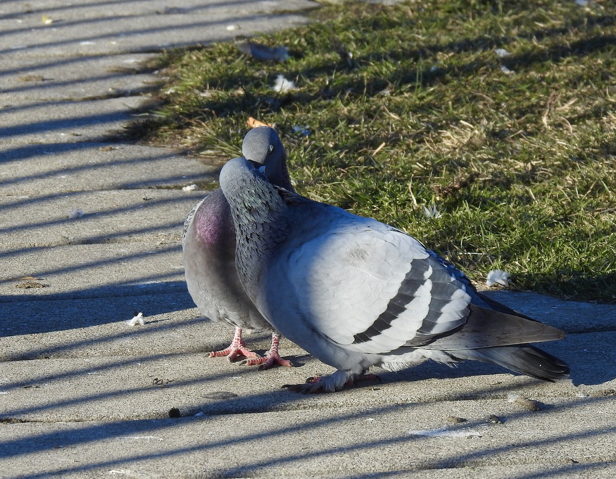 Rock Pigeon (Feral Pigeon) - ML615071294
