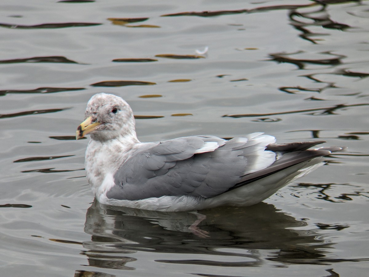 Western x Glaucous-winged Gull (hybrid) - Dave Slager