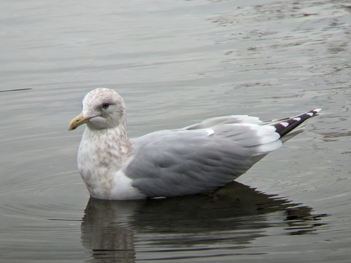 Iceland Gull (Thayer's) - Dave Slager