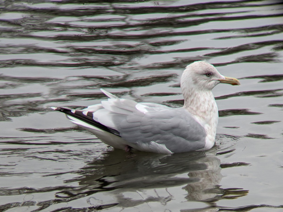 Iceland Gull (Thayer's) - Dave Slager