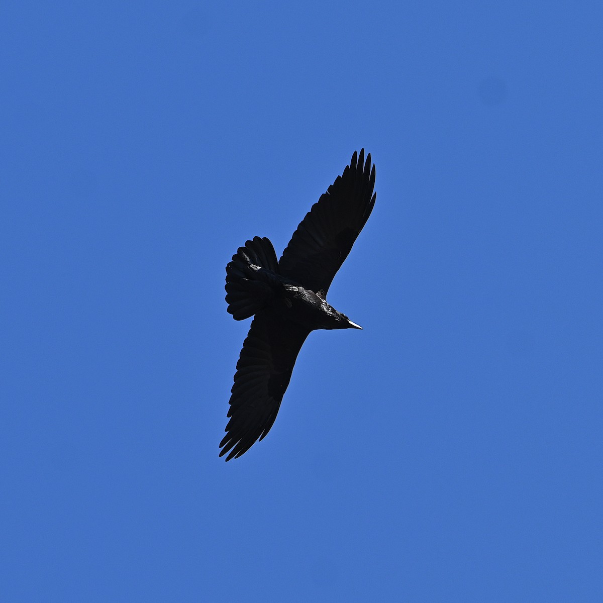 Common Raven - ML615071590