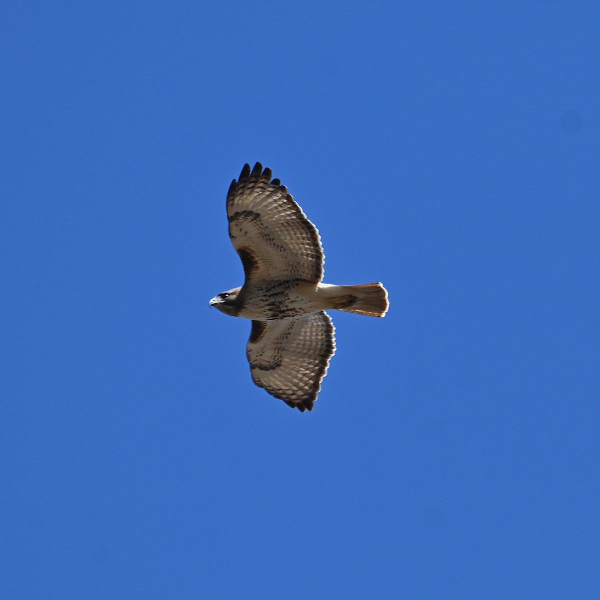 Red-tailed Hawk - Chad Ludwig