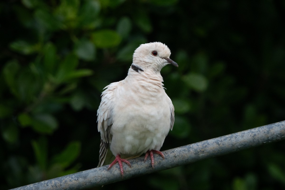 African Collared-Dove - Faye Manning