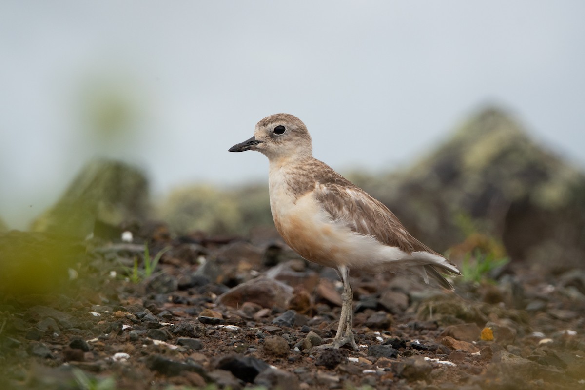 Red-breasted Dotterel - Faye Manning