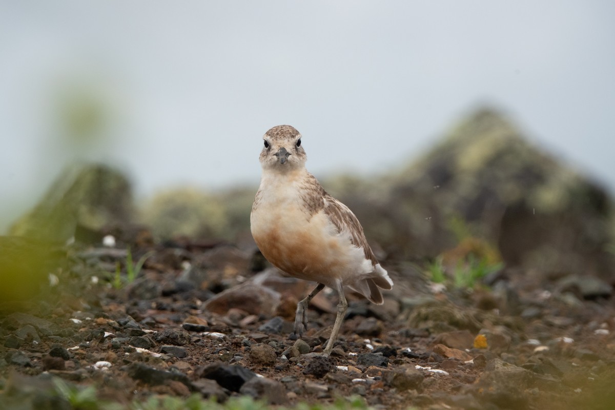 Red-breasted Dotterel - ML615071809