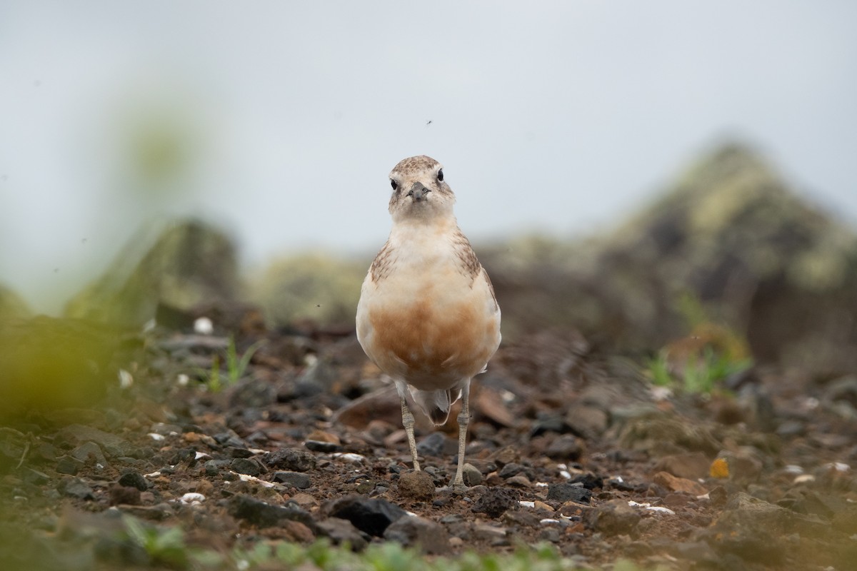 Red-breasted Dotterel - ML615071810