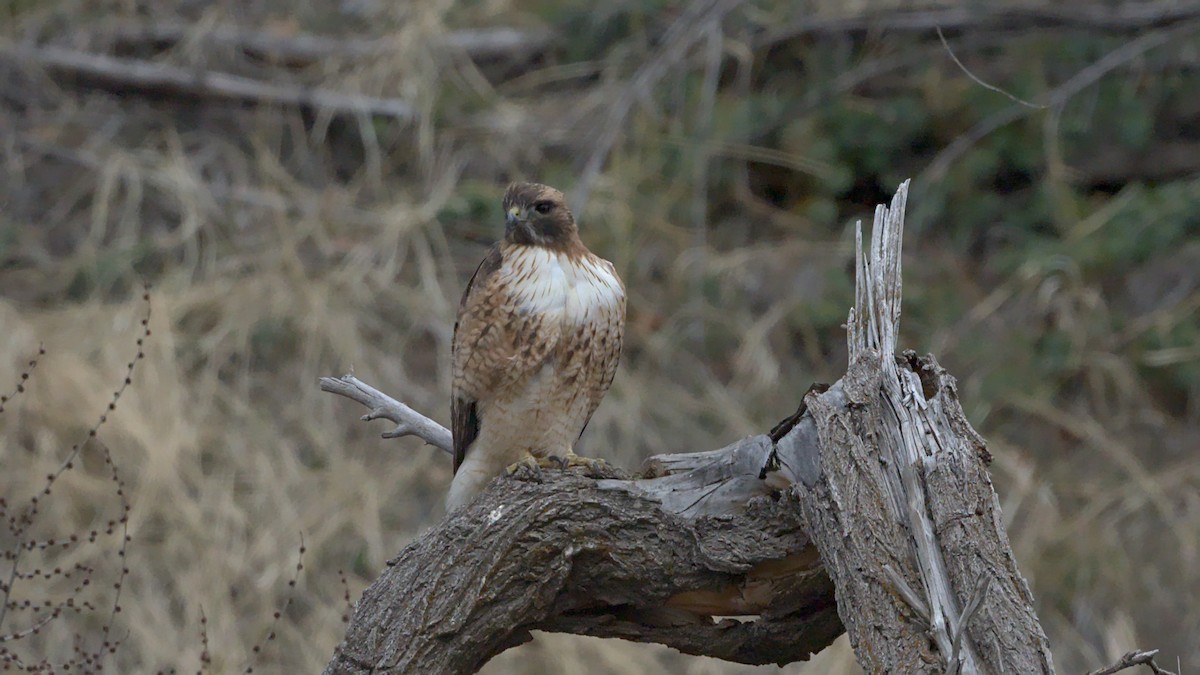 Red-tailed Hawk - ML615071860