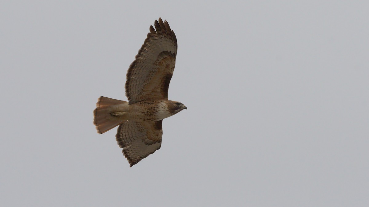 Red-tailed Hawk - ML615071861