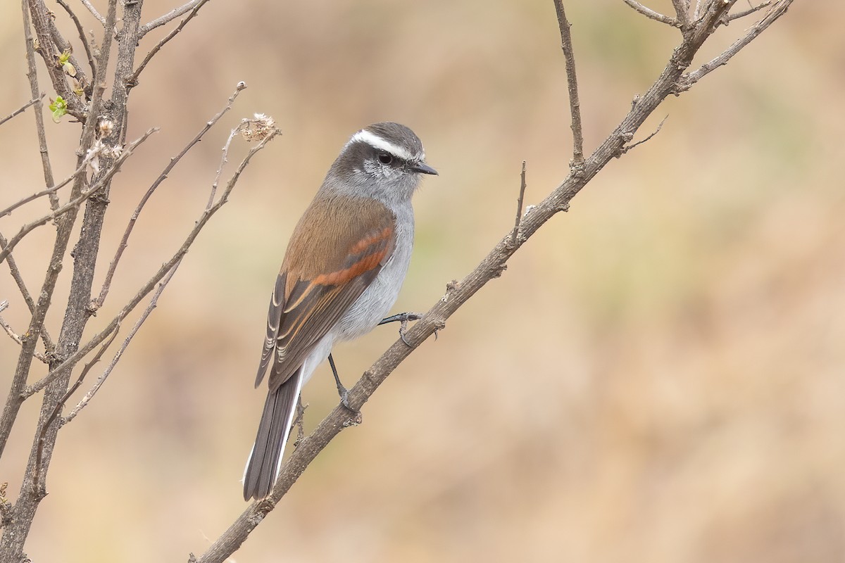 White-browed Chat-Tyrant - ML615072002