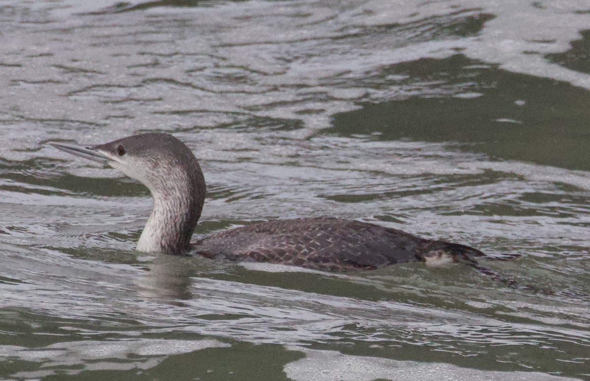 Red-throated Loon - ML615072158