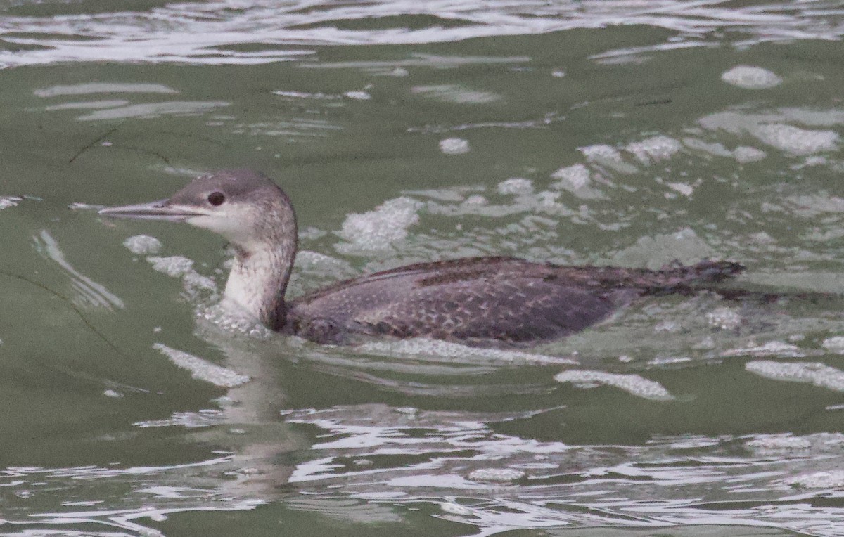 Red-throated Loon - ML615072159