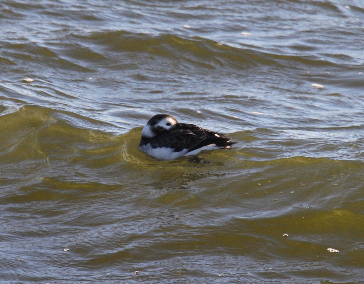 Long-tailed Duck - ML615072206